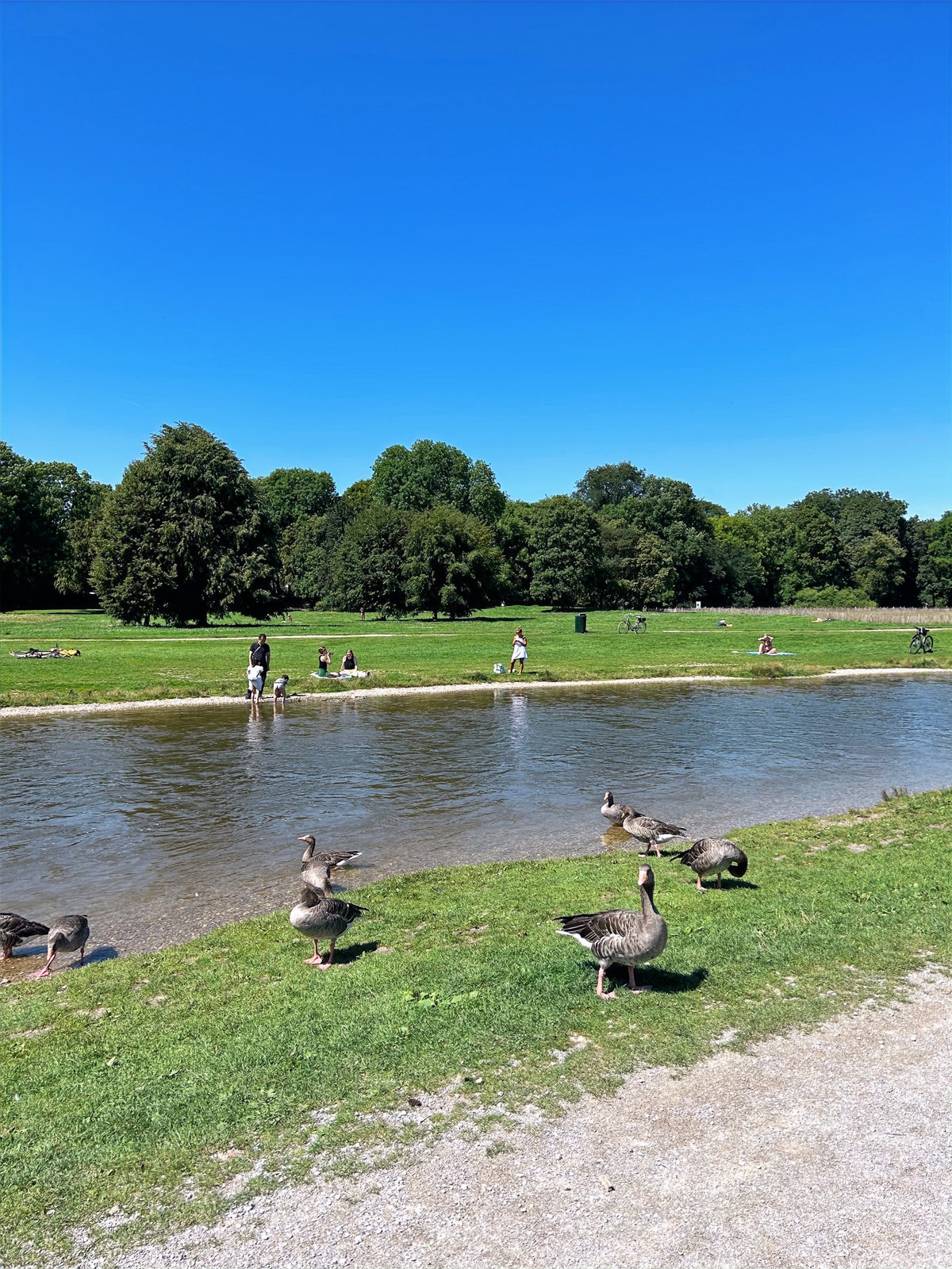 English garden in Munich - lake and ducks