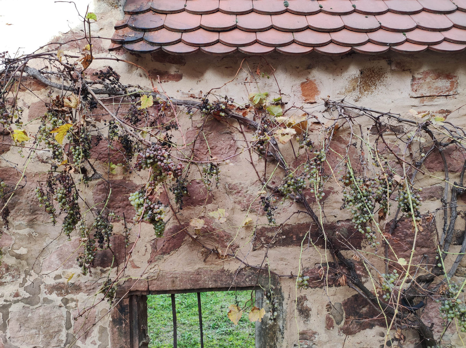 wine grapes Alsace